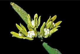 Image result for Stomatostemma pendulina