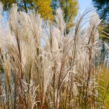 Image result for Miscanthus violaceus
