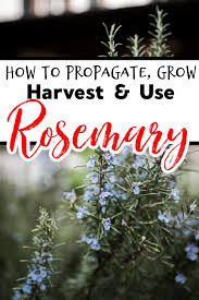 Harvesting and recycling you can harvest rosemary all year round. Rosemary Propagating Growing Harvesting Uses