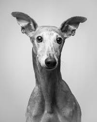 Black And White Greyhound Dog Black And White Greyhound Studio Photo Black And White Portraits Portrait Art Black And White Dog