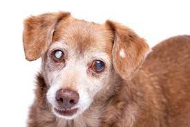 Cloudy Vision Cataracts In Dogs Oakland Veterinary Referral Services