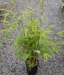 Lucky bamboo plants are said to bring good luck and fortune to those that own them, especially if the plants were given as gifts. Bambusa Gracilis Fairy Bamboo Pb 6 5 35 45 Bamboo Garden Plants Herbs