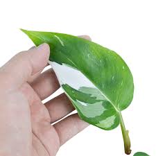 Image result for Filodendron Philodendron