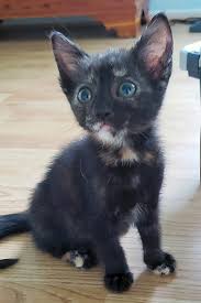 Find an animal shelter or rescue group. Kitten Adoption Irvine The Y Guide