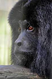Black Howler Monkey Howler Monkey Monkey Primates