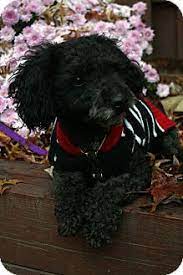 So you can take full advantage of the casual, village lifestyle of new. Morristown Nj Miniature Poodle Meet Benjamin A Dog For Adoption Http Www Adoptapet Com Pet 11906130 Morristown New J Miniature Poodle Pets Pet Adoption