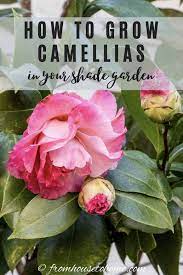Camellia Care Guide How To Grow Gorgeous Camellias In Your Garden Gardening From House To Home In 2020 Grow Gorgeous Camellia Plant Shade Loving Shrubs