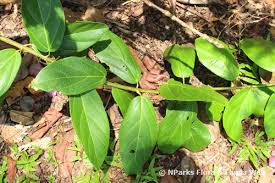 Image result for Premna mooiensis