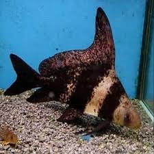 This resemblance is due to their distinct dorsal fin and body shape. Chinese High Fin Banded Shark Chf Catostomidae Shopee Indonesia