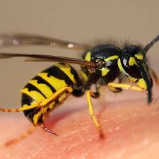 I had a ground hornets nest in my back yard. Keep Calm And Wear White How To Avoid Wasp Stings Insects The Guardian