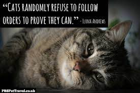 Top Cat Quotes Pbs Pet Travel