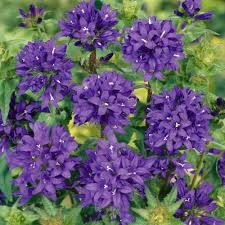 Image result for campanula glomerata