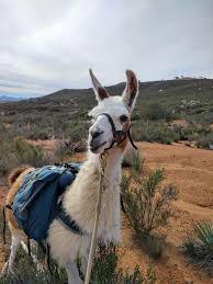 Black Mountain Pack Llamas