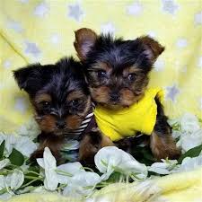 Understanding michigan's adoption program when the state cannot return a foster child to their home, the goal is to place children into adoptive homes as quickly as possible after together with private agencies, mdhhs staff searches for adoptive families that will best meet the needs of the child. Adorable Yorkshire Terrier Puppies For Adoption In Michigan Home Facebook