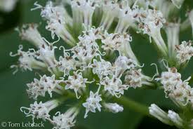 Image result for Mikania sp.