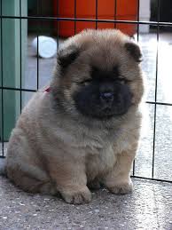 Black And Brown Puppy Fluffy Sit Puppies Cute Baby Animals Cute Animals