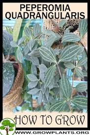 Image result for Duosperma quadrangulare