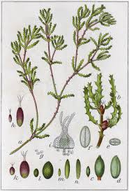 Image result for Najas