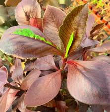 Image result for Euphorbia grantii