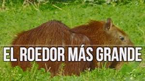 18 no uruguai, foi registrado um macho que pesava cerca de 73 kg. El Roedor Mas Grande Del Mundo Es Argentino Youtube