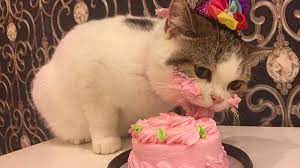 Kucing yang indah untuk ulang tahun gambar png: Aduh Lucu Banget Kucing Jilati Krim Kue Tart Hmmm Yummy Tribun Kaltim