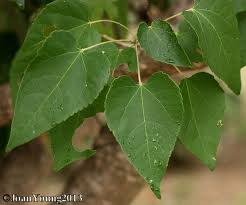 Image result for Croton megalobotrys