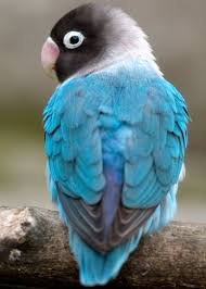 Blue Birds You Can Have As Pets Pin By Raising Parrots 101 On Pet Bird Articles From Pet Care Corner Pet Birds Beautiful Birds Animals Beautiful