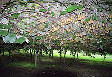 Then place all these seeds in water and blend them to separate the gooey membrane from the seed. Kiwifruit Wikipedia