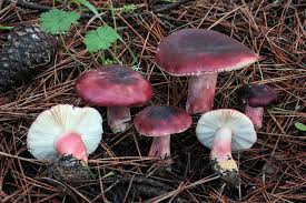 Image result for Russula perlactea