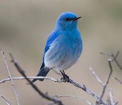ป กพ นโดย mboonyong ใน birds
