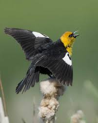 Midwest Birds With Yellow Feathers Yellow Headed Blackbird Black Bird Bird Bird Life List