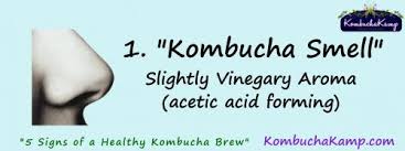 Healthy Scoby And Kombucha Brew Top 5 Signs Of Healthy Kombucha