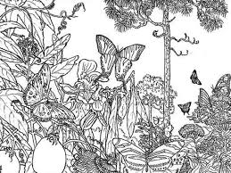 Tropical rainforests are home to over half the world's species, all squeezed into a narrow strip of equatorial land. Butterfly Rainforest Insect Coloring Page Download Print Online Coloring Pages For Free Jungle Coloring Pages Fairy Coloring Pages Butterfly Coloring Page