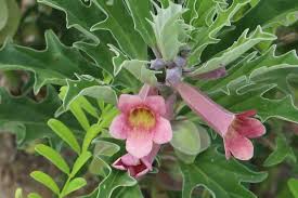 Image result for Pterodiscus ngamicus