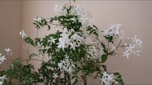 Image result for Pavetta zeyheri