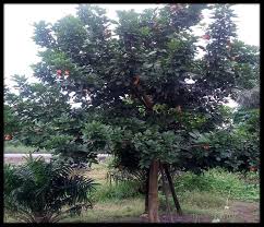 Image result for Blighia