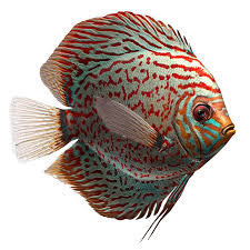 Fish Symphysodon Discus 3d Model Fish Illustration Discus Animal Illustration Kids