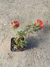 Image result for Portulaca