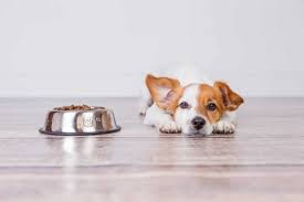 Raw Diet For Dogs With Kidney Disease Choose The Right Dog Food