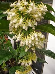 H Multiflora Shooting Star Hoya Wax Plant Porcelain Flower Hoya Multiflora Plants Hoya Multiflora Plant Fungus