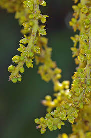 Image result for Acoelorrhaphe wrightii