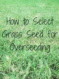 Fall Is The Best Time To Overseed Your Lawn Whether For Winter Greenery Or For Repair And Replacement Of Patchy Damaged Overseeding Lawn Care Tips Winter Lawn
