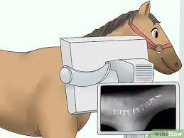 How To Handle Equine Wobblers Syndrome 13 Steps With Pictures