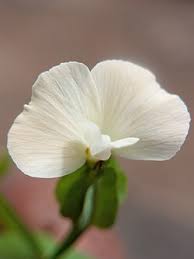 Image result for Canscora alata