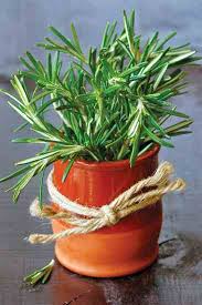 Rosemary is native to the rocky hillsides of the mediterranean region, where the sandy soil drains quickly and there is a winter rainy season and dry if it is watered too much or too little, the leaves die and turn brown. Https Www Motherearthliving Com Gardening How To Grow Rosemary Zm0z12aszdeb