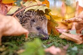 Bauen Sie Ein Nest Fur Igel
