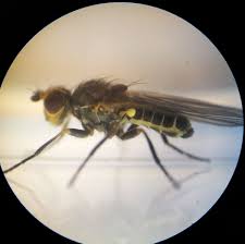 Image result for phytomyza gymnostoma