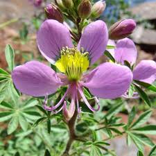 Image result for Cleome bororensis