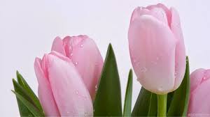 [lengkap} menyajikan aneka gambar bunga mawar (rose) cantik, indah + klasifikasi bunga mawar berdasarkan kelas, jenis dan bentuknya. 32 Gambar Bunga Dan Jenisnya Yang Cantik Beserta Penjelasannya