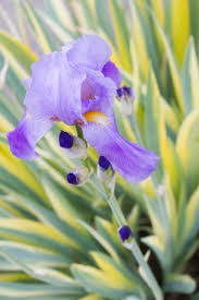 This iris will bloom in late spring, with bearded iris like. What Is Sweet Iris Learn About Variegated Sweet Iris Plants
